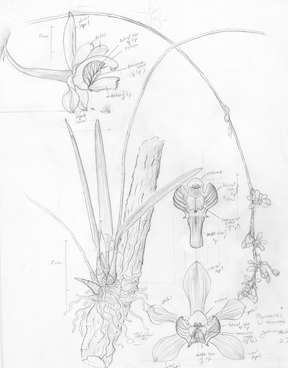 Psycilis new subspecies pencil draft